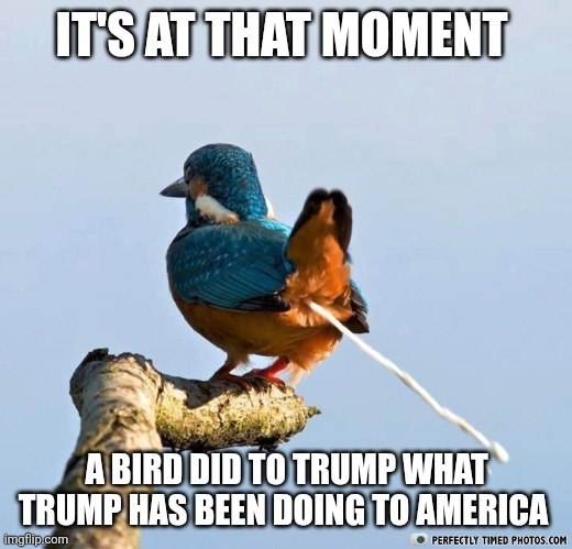 bird shit | IT'S AT THAT MOMENT A BIRD DID TO TRUMP WHAT TRUMP HAS BEEN DOING TO AMERICA | image tagged in bird shit | made w/ Imgflip meme maker