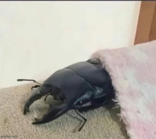 why is there nikocado ass | image tagged in beetle | made w/ Imgflip meme maker