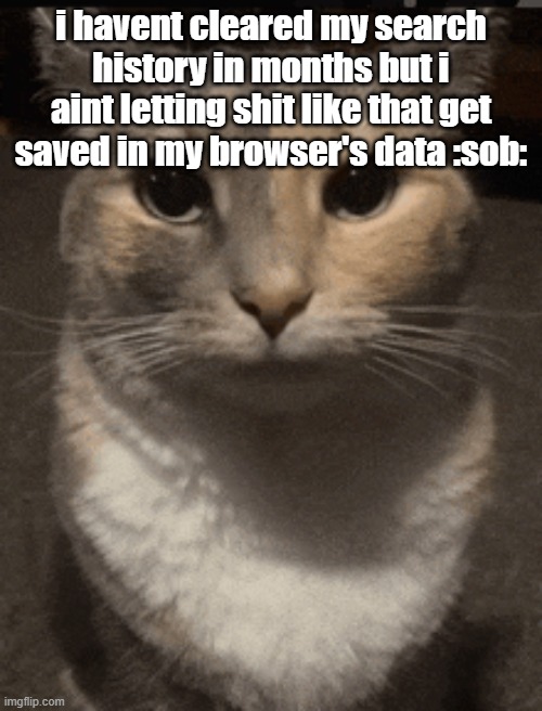 cat dead stare | i havent cleared my search history in months but i aint letting shit like that get saved in my browser's data :sob: | image tagged in cat dead stare | made w/ Imgflip meme maker