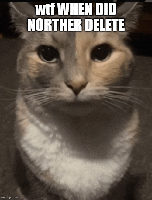 cat dead stare | wtf WHEN DID NORTHER DELETE | image tagged in cat dead stare | made w/ Imgflip meme maker