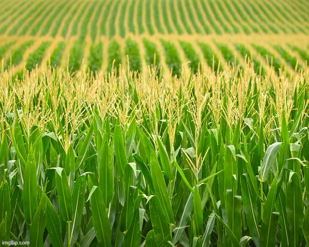 cropped corn | made w/ Imgflip meme maker