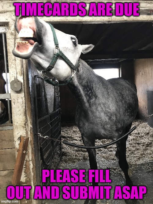 Timecard | TIMECARDS ARE DUE; PLEASE FILL OUT AND SUBMIT ASAP | image tagged in horse face | made w/ Imgflip meme maker