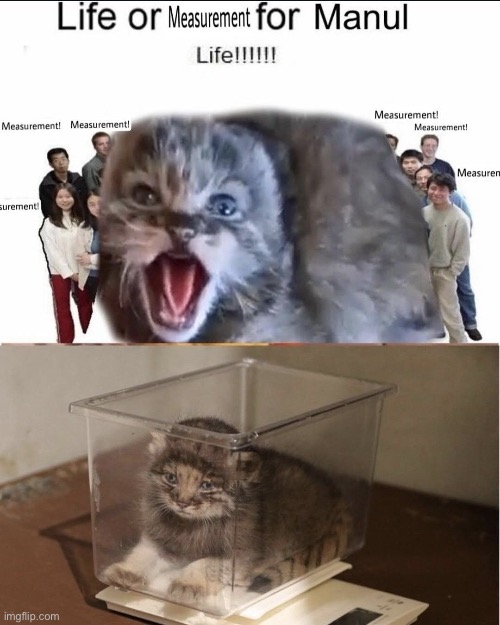 Memes, shitpost, stupid, cat, dumbass | made w/ Imgflip meme maker