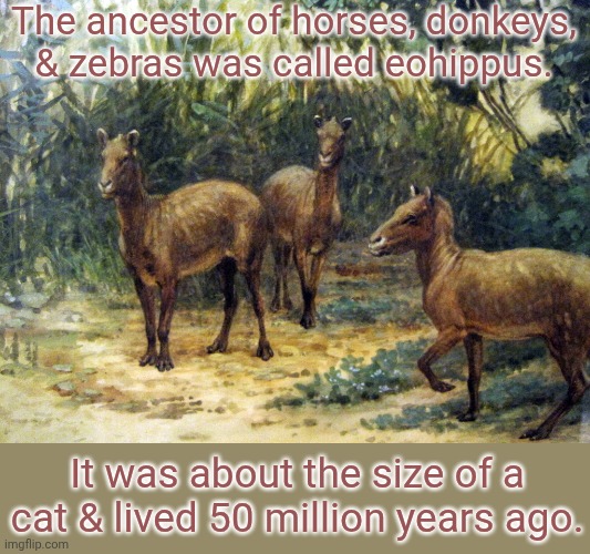Some of them lived in the Americas. | The ancestor of horses, donkeys,
& zebras was called eohippus. It was about the size of a cat & lived 50 million years ago. | image tagged in eohippus,animals,history of the world,small | made w/ Imgflip meme maker
