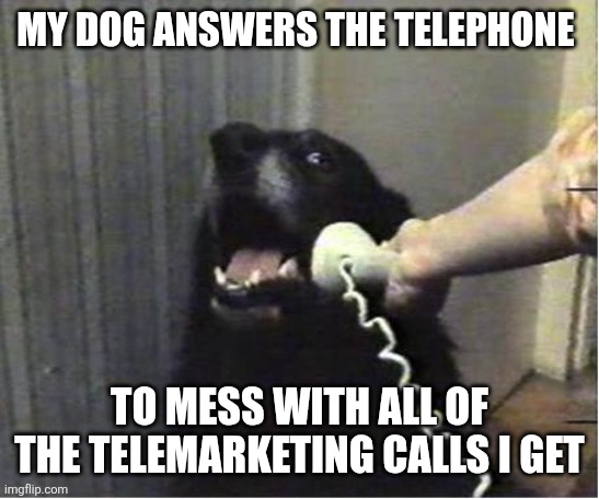 Dog phone | MY DOG ANSWERS THE TELEPHONE; TO MESS WITH ALL OF THE TELEMARKETING CALLS I GET | image tagged in yes this is dog,funny memes | made w/ Imgflip meme maker