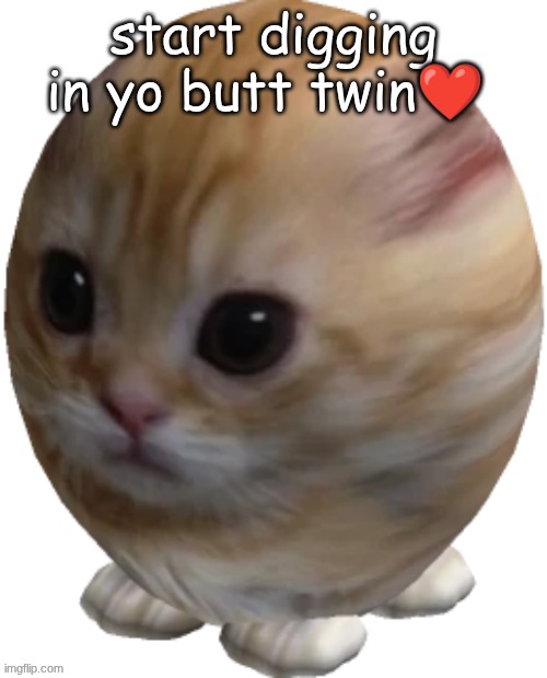 egg gatito | start digging in yo butt twin❤ | image tagged in egg gatito | made w/ Imgflip meme maker