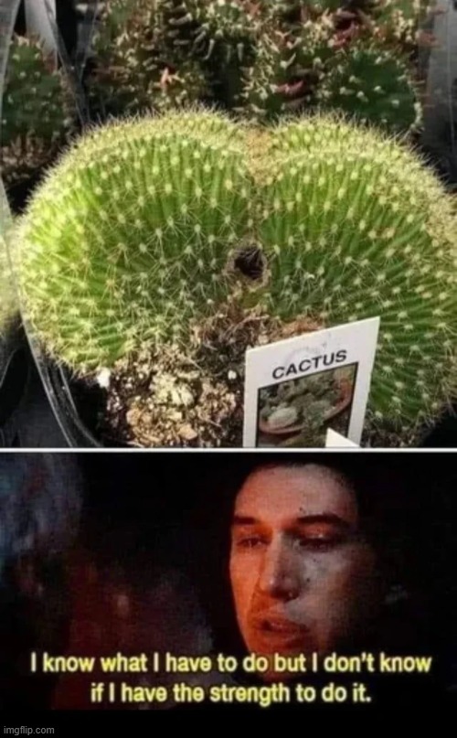 Cactus Gon Get It | image tagged in sex jokes | made w/ Imgflip meme maker