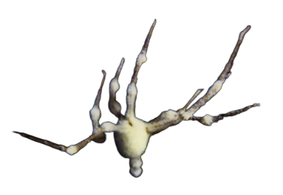 White spider 21 Blank Meme Template