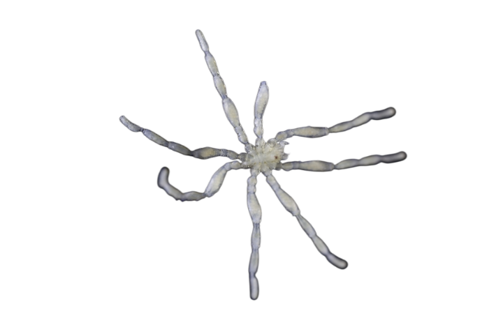 White spider 22 Blank Meme Template