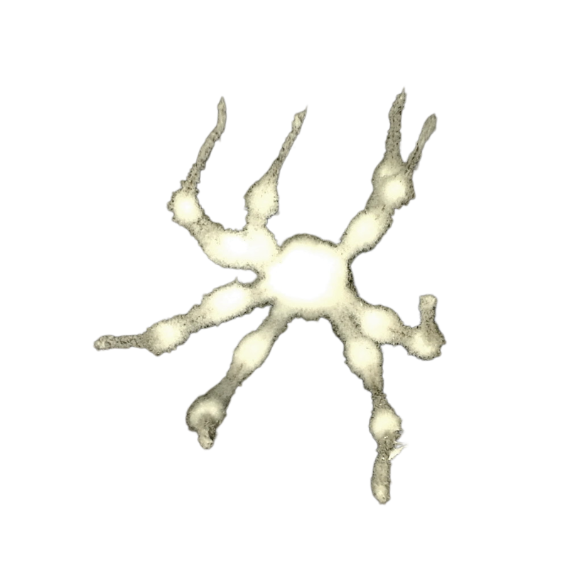 White spider 23 Blank Meme Template