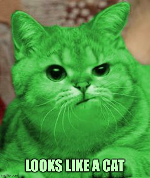 RayCat Annoyed | LOOKS LIKE A CAT | image tagged in raycat annoyed | made w/ Imgflip meme maker