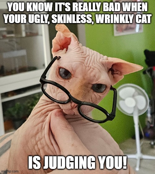 Judgement cat | YOU KNOW IT'S REALLY BAD WHEN YOUR UGLY, SKINLESS, WRINKLY CAT; IS JUDGING YOU! | image tagged in cat,judgemental,ugly | made w/ Imgflip meme maker