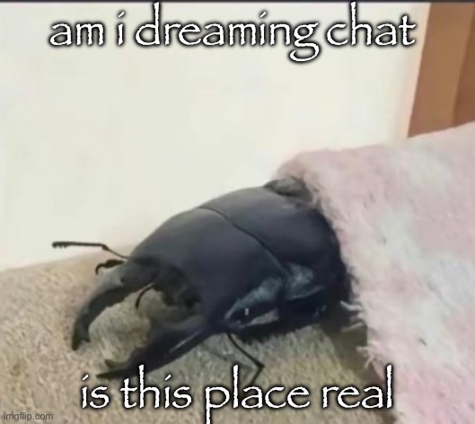 are tit reveals about to become the new thing | am i dreaming chat; is this place real | image tagged in beetle | made w/ Imgflip meme maker