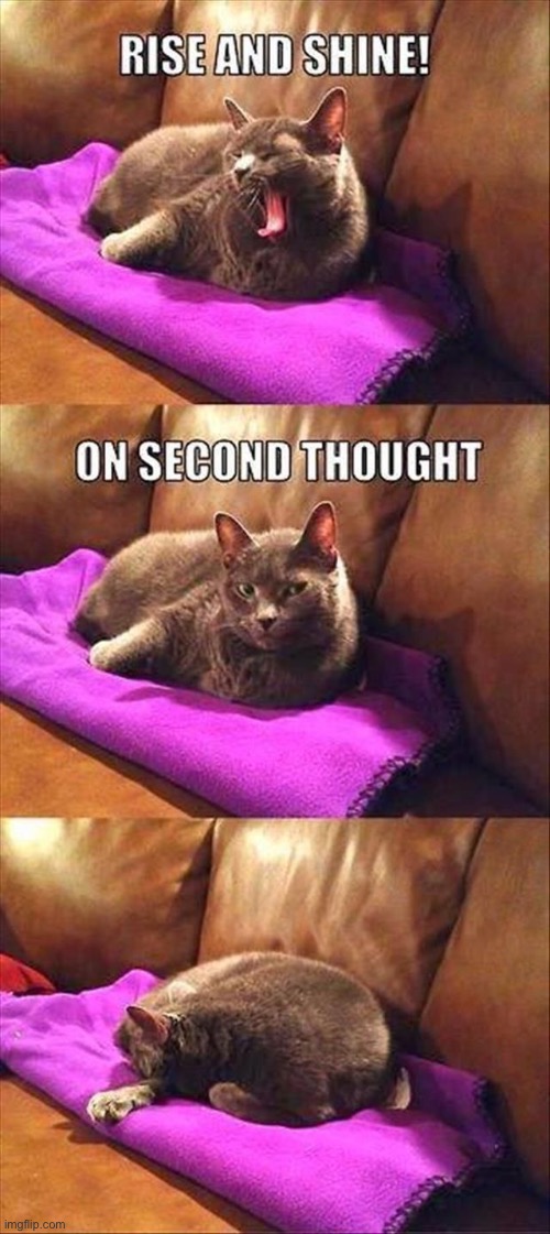 He gave it a try… | image tagged in cats,rise and shine,on second thought,back to sleep | made w/ Imgflip meme maker