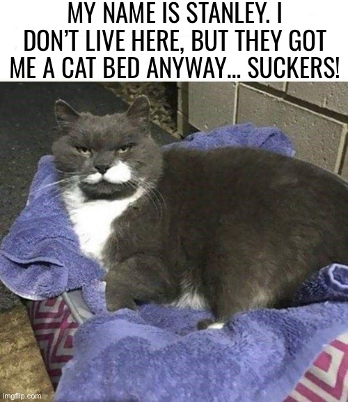 Just kidding! They’re great folks… | MY NAME IS STANLEY. I DON’T LIVE HERE, BUT THEY GOT ME A CAT BED ANYWAY… SUCKERS! | image tagged in cats,not their cat,cat bed,suckers | made w/ Imgflip meme maker