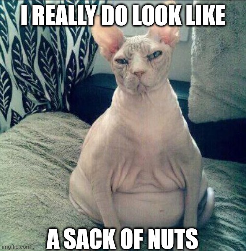 Fat Hairless Cat Sitting | I REALLY DO LOOK LIKE; A SACK OF NUTS | image tagged in fat hairless cat sitting | made w/ Imgflip meme maker