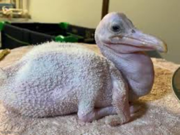 Baby pelican | made w/ Imgflip meme maker