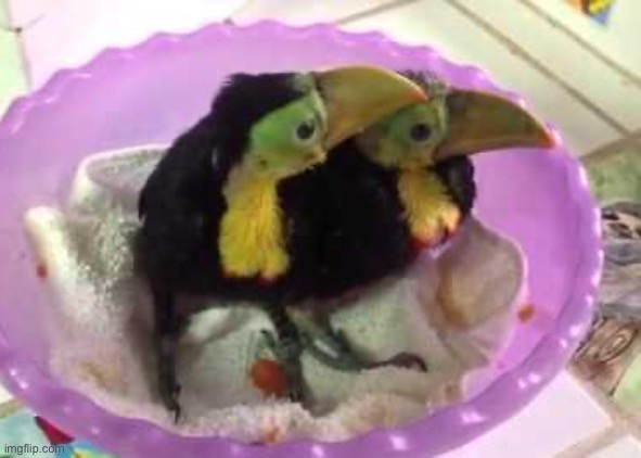 Baby toucans | made w/ Imgflip meme maker