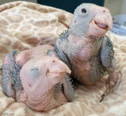 Baby parrots | made w/ Imgflip meme maker