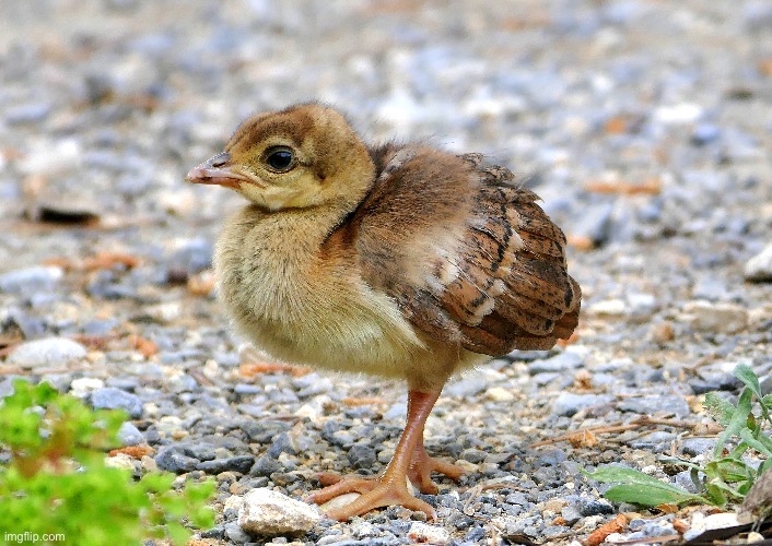 Baby peacock | made w/ Imgflip meme maker
