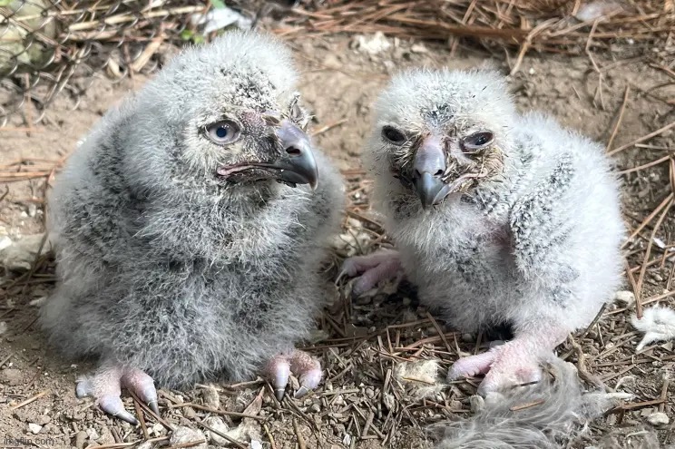 Baby owls | made w/ Imgflip meme maker