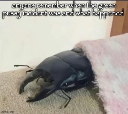 beetle | anyone remember when the green pussy incident was and what happened | image tagged in beetle | made w/ Imgflip meme maker