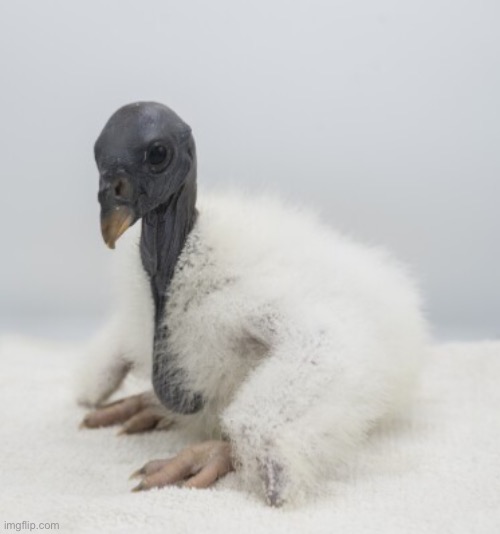 Baby vulture | made w/ Imgflip meme maker