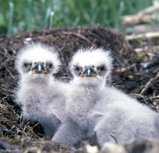 Baby eagles | made w/ Imgflip meme maker