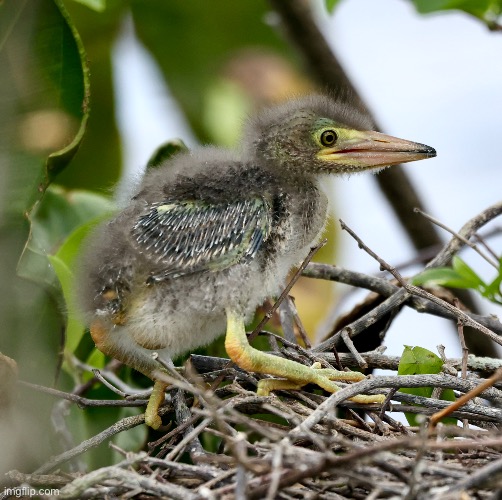 Baby heron | made w/ Imgflip meme maker