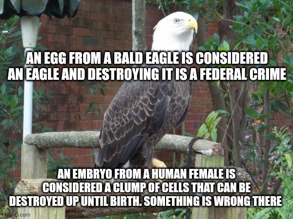 Bald Eagle | AN EGG FROM A BALD EAGLE IS CONSIDERED AN EAGLE AND DESTROYING IT IS A FEDERAL CRIME; AN EMBRYO FROM A HUMAN FEMALE IS CONSIDERED A CLUMP OF CELLS THAT CAN BE DESTROYED UP UNTIL BIRTH. SOMETHING IS WRONG THERE | image tagged in bald eagle | made w/ Imgflip meme maker