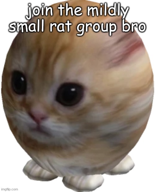 egg gatito | join the mildly small rat group bro | image tagged in egg gatito | made w/ Imgflip meme maker