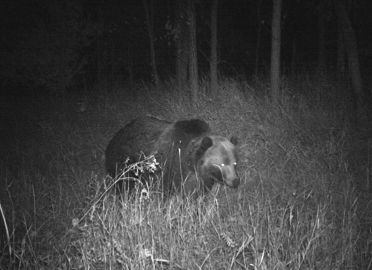 Night bear Blank Meme Template