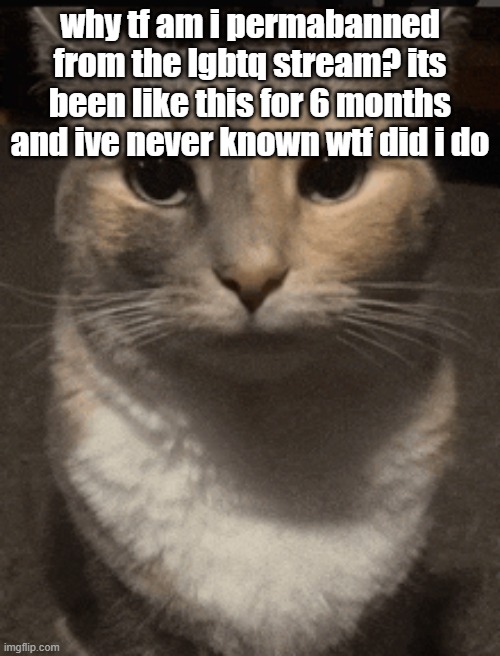 cat dead stare | why tf am i permabanned from the lgbtq stream? its been like this for 6 months and ive never known wtf did i do | image tagged in cat dead stare | made w/ Imgflip meme maker