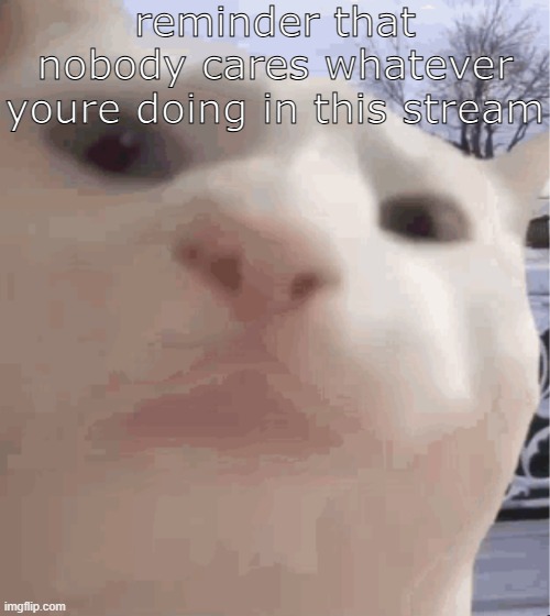 i showed you my | reminder that nobody cares whatever youre doing in this stream | image tagged in i showed you my | made w/ Imgflip meme maker