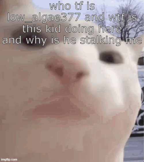 i showed you my | who tf is low_algae377 and wtf is this kid doing here and why is he stalking me | image tagged in i showed you my | made w/ Imgflip meme maker