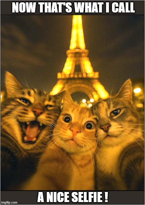 Trois Chats Á Paris ! | NOW THAT'S WHAT I CALL; A NICE SELFIE ! | image tagged in cats,paris,eiffel tower,selfie | made w/ Imgflip meme maker