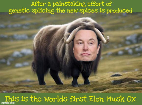Elon Musk Ox | After a painstaking effort of genetic splicing the new spices is produced; This is the worlds first Elon Musk Ox | image tagged in elon musk ox,musk genetics,franken ox,moosk,elon is dumb as an ox,call kristi gnome | made w/ Imgflip meme maker