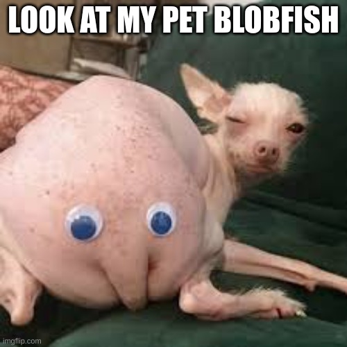 I bet my pet is better than yours | LOOK AT MY PET BLOBFISH | image tagged in cursed | made w/ Imgflip meme maker