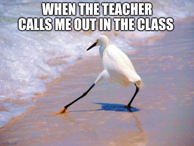 Bird Beach Scared Foot | WHEN THE TEACHER CALLS ME OUT IN THE CLASS | image tagged in bird beach scared foot | made w/ Imgflip meme maker
