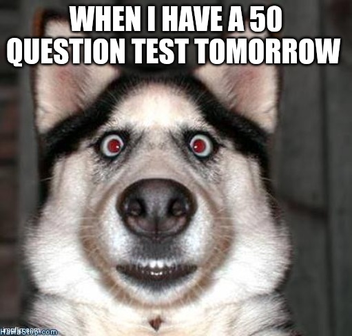Scared Dog | WHEN I HAVE A 50 QUESTION TEST TOMORROW | image tagged in scared dog | made w/ Imgflip meme maker