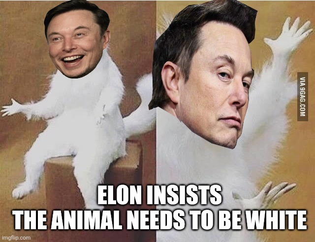 Confused white monkey | ELON INSISTS 
THE ANIMAL NEEDS TO BE WHITE | image tagged in confused white monkey | made w/ Imgflip meme maker