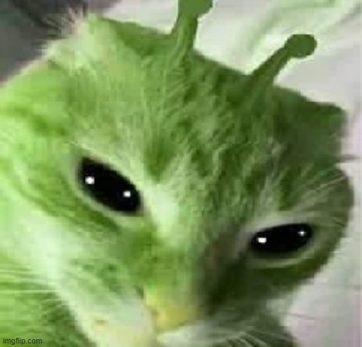 Gnorp | image tagged in gnorp | made w/ Imgflip meme maker