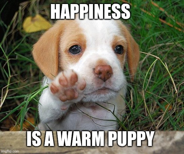 Puppy | HAPPINESS; IS A WARM PUPPY | image tagged in dog puppy bye,cute | made w/ Imgflip meme maker