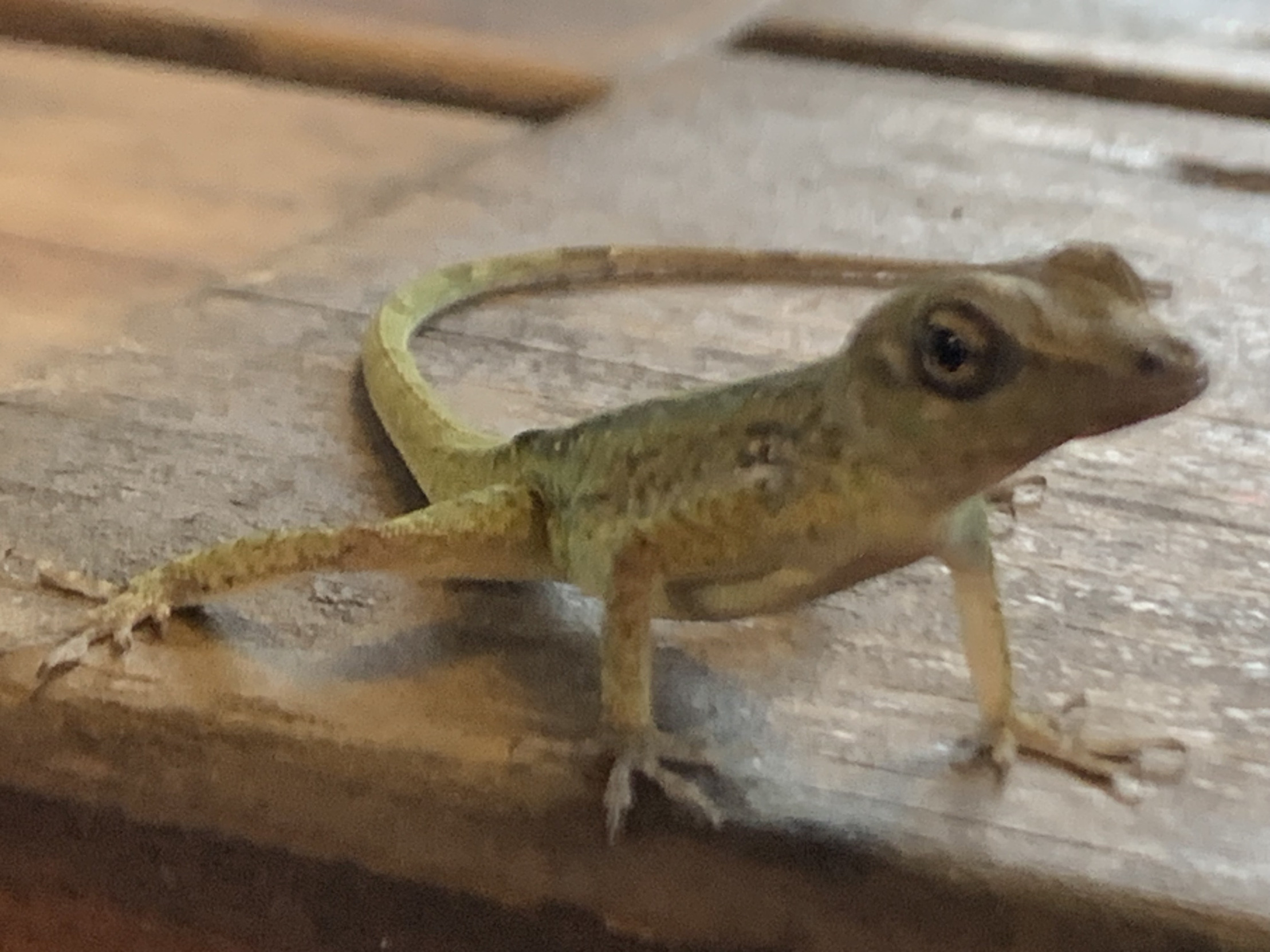 Small lizard Blank Meme Template