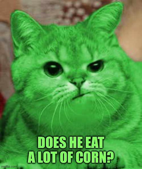 RayCat Annoyed | DOES HE EAT A LOT OF CORN? | image tagged in raycat annoyed | made w/ Imgflip meme maker
