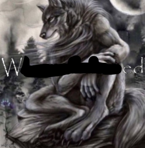 who followed | image tagged in who followed | made w/ Imgflip meme maker
