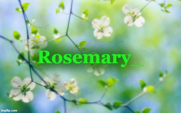 flowers | Rosemary_ | image tagged in flowers | made w/ Imgflip meme maker