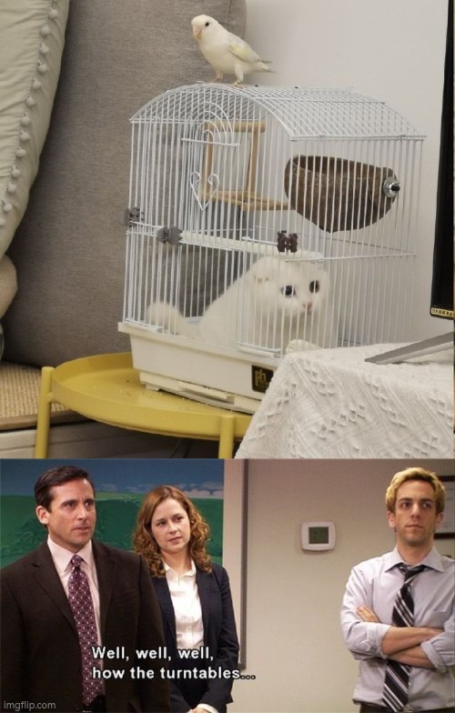 Cat:"You're caged!" Bird:"But it's opposite day." Cat:"Oh noooo!" | image tagged in how the turntables,birds,cats | made w/ Imgflip meme maker