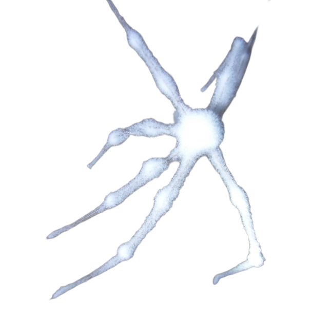 White Spider 27 Blank Meme Template