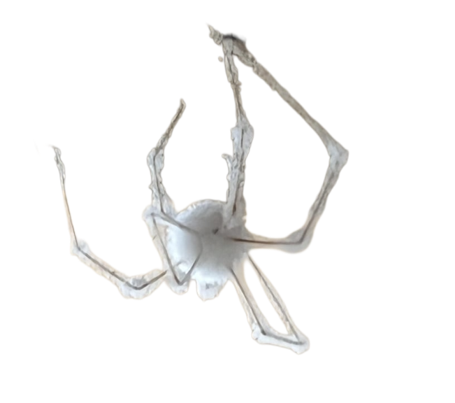 White spider 28 Blank Meme Template
